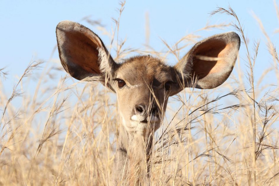 animal with large ears