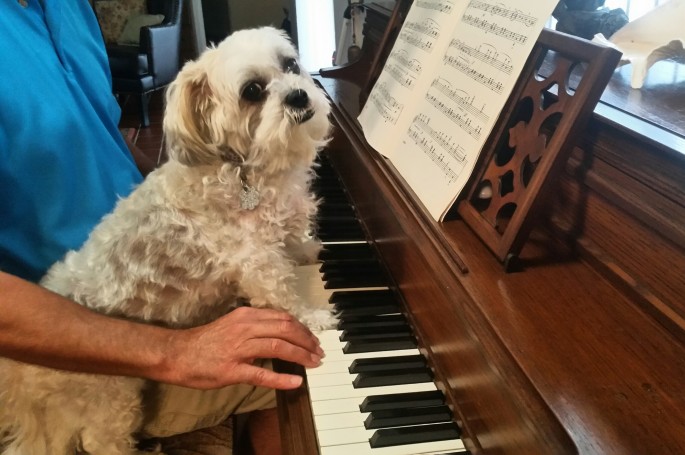 close up of dog at piano